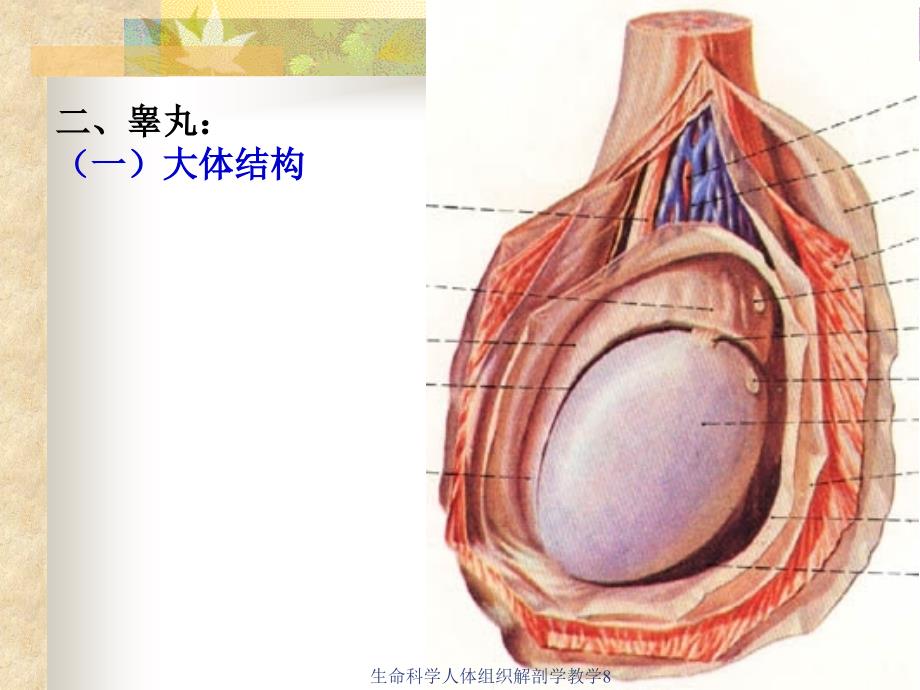 生命科学人体组织解剖学教学8课件_第4页