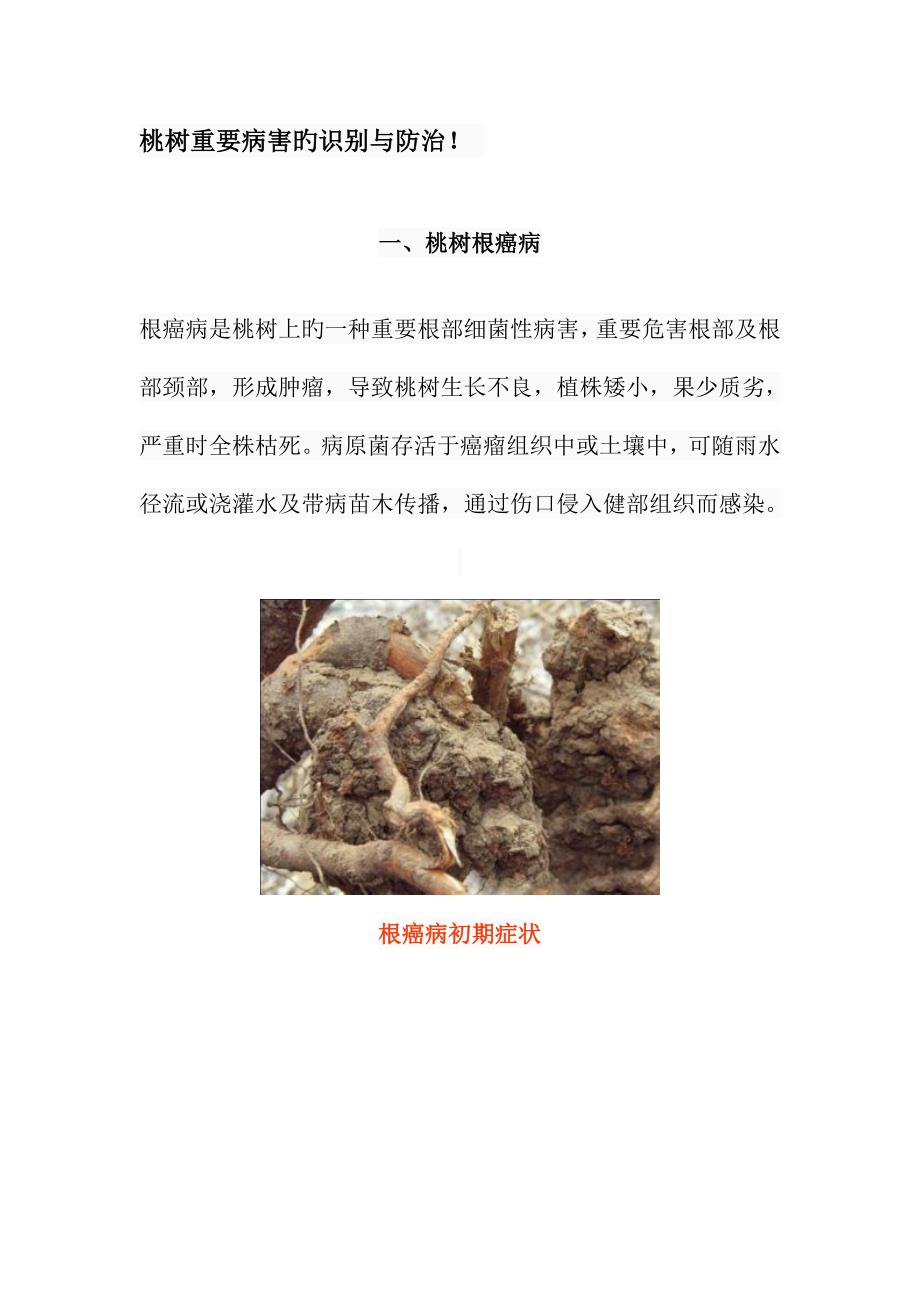 桃树主要病害的识别与防治_第1页