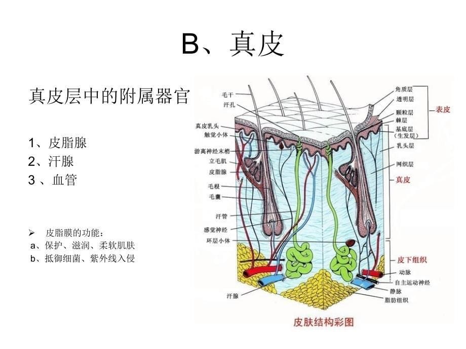 《皮肤基础知识》PPT课件_第5页