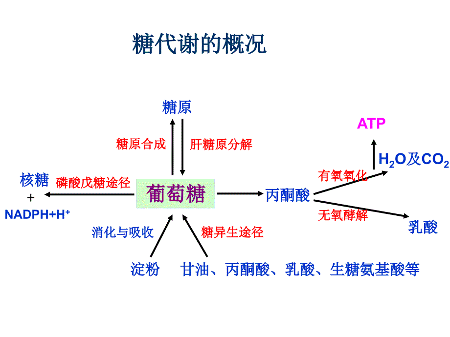 三大物质代谢及相互联系小结概要ppt课件_第2页