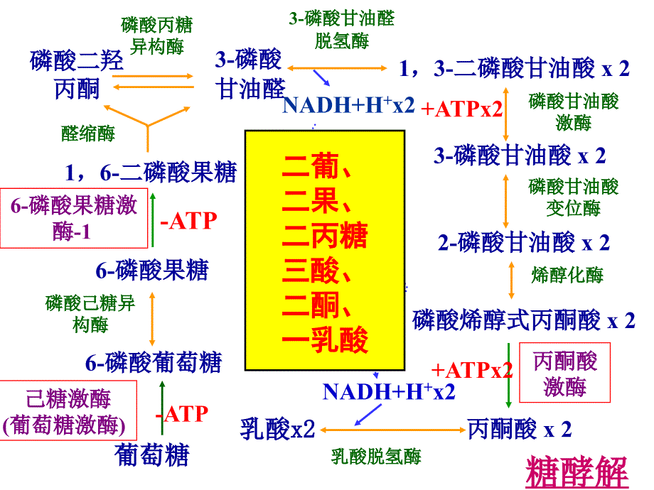 三大物质代谢及相互联系小结概要ppt课件_第3页