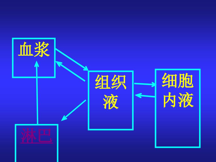 内环境各成分之间的关系PPT课件_第2页