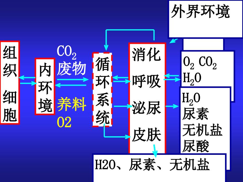 内环境各成分之间的关系PPT课件_第3页