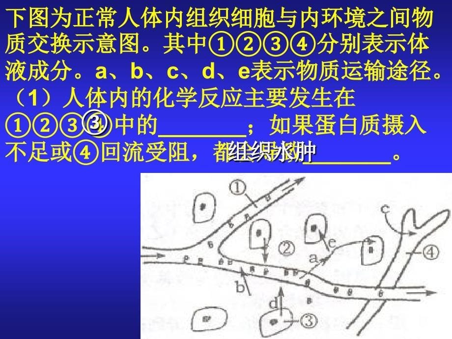 内环境各成分之间的关系PPT课件_第5页