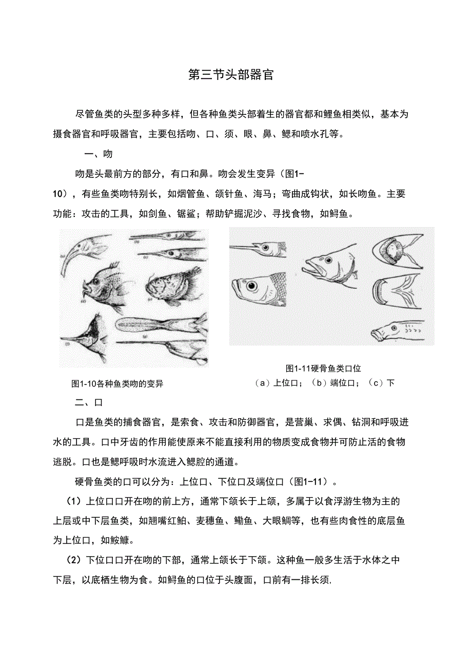 鱼类的头部器官_第1页