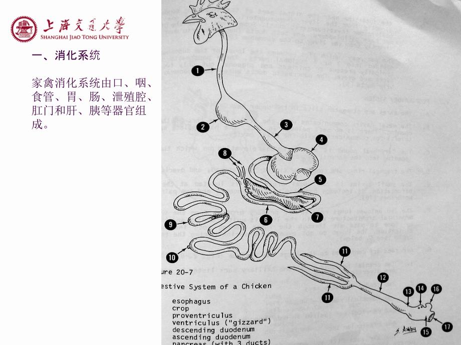 家禽解剖特点ppt课件_第1页