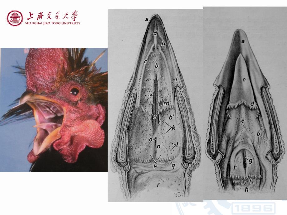 家禽解剖特点ppt课件_第3页