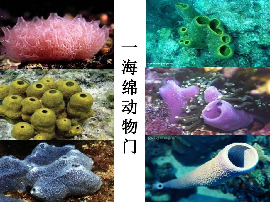 北京版生物八下动物界3.19ppt课件副本副本_第2页