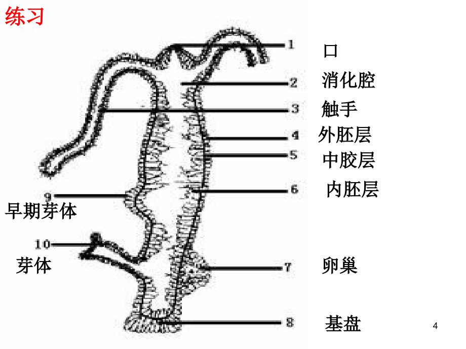 北京版生物八下动物界3.19ppt课件副本副本_第4页