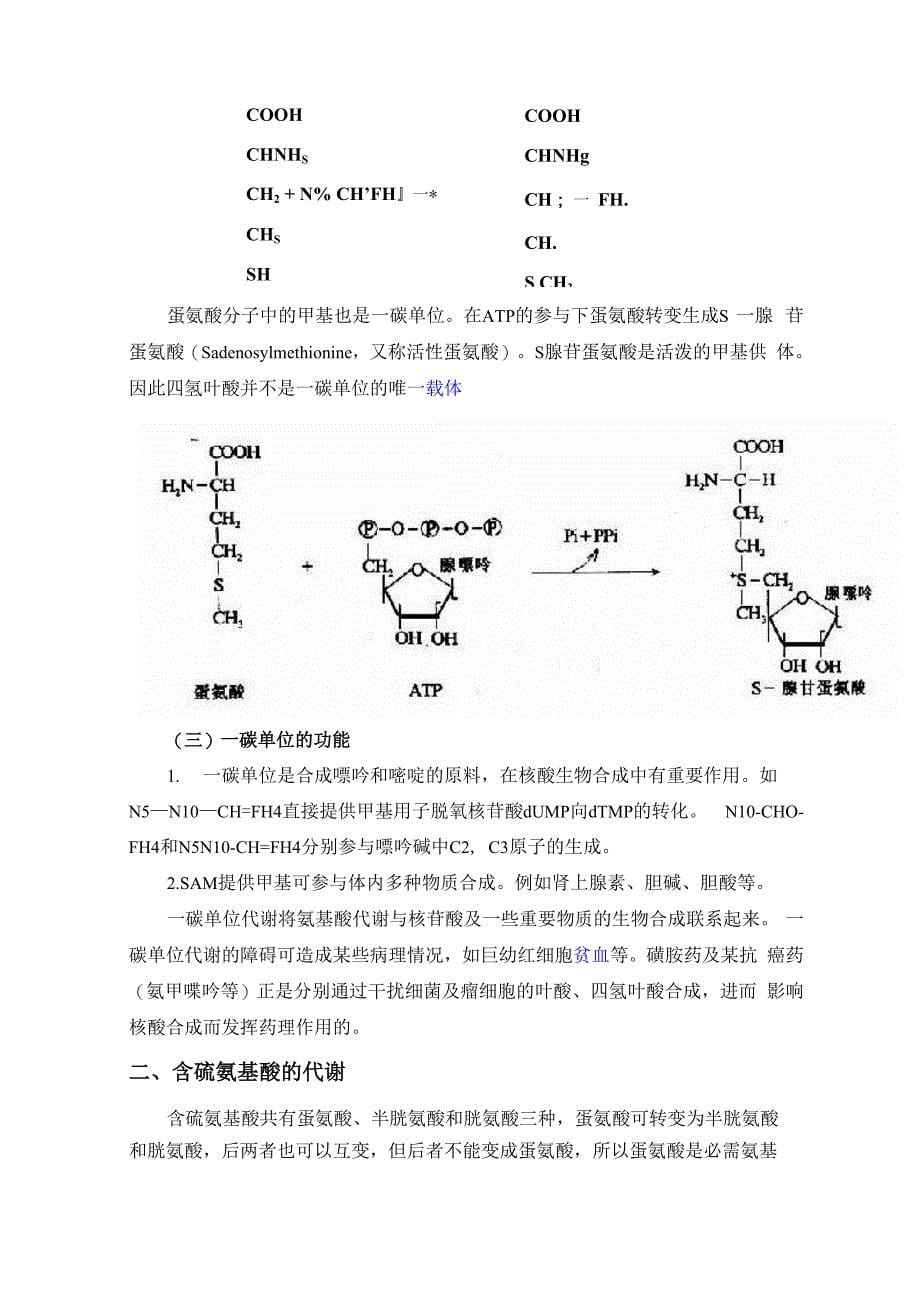 第二节 个别氨基酸代谢_第5页