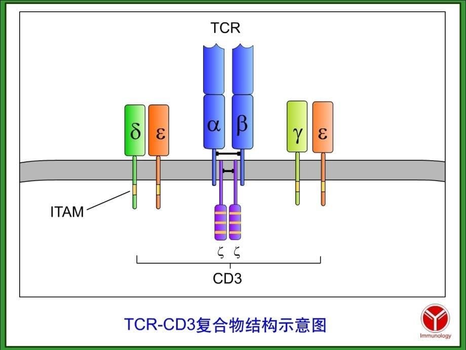 淋巴细胞金伯泉_第5页