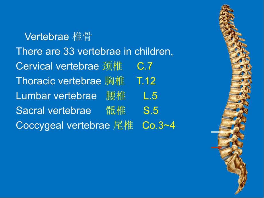 颈椎影像解剖学医学PPT课件_第1页