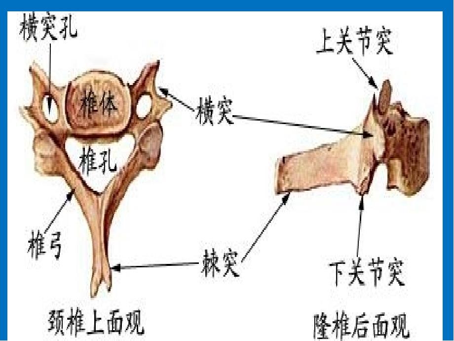 颈椎影像解剖学医学PPT课件_第2页