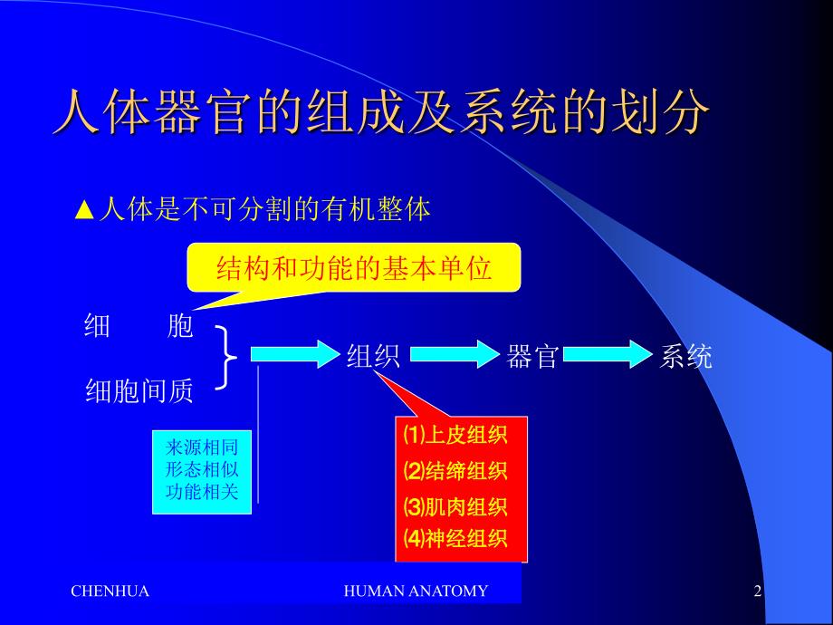 人体器官的组成及系统的划分_第2页