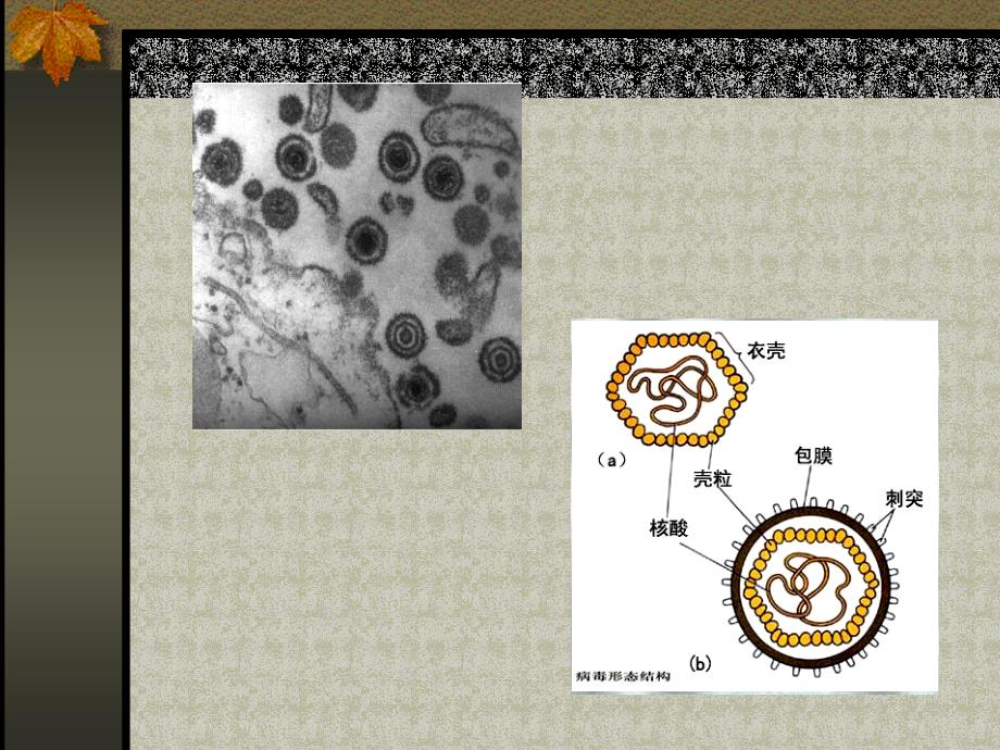 人类疱疹病毒精美生物医学_第4页