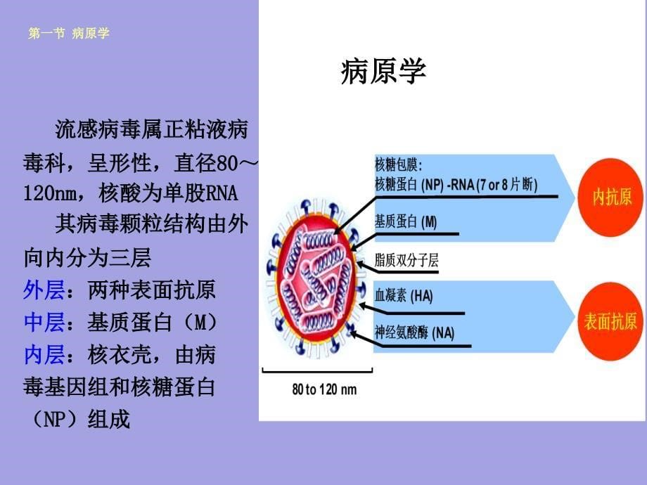 流行性感冒知识_第5页