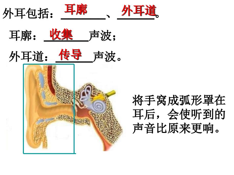 七下科学第二章第3节耳和听觉1解读_第4页