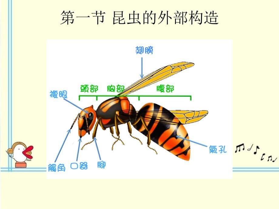 昆虫的基础知识课件_第5页