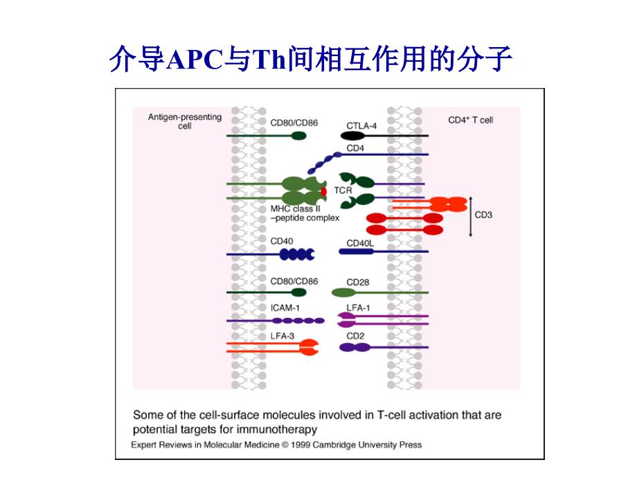 医学免疫学课件：第七章 白细胞分化抗原和粘附分子_第4页