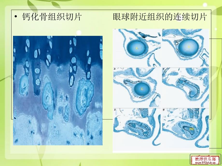 半薄切片技术介绍PPT课件_第3页