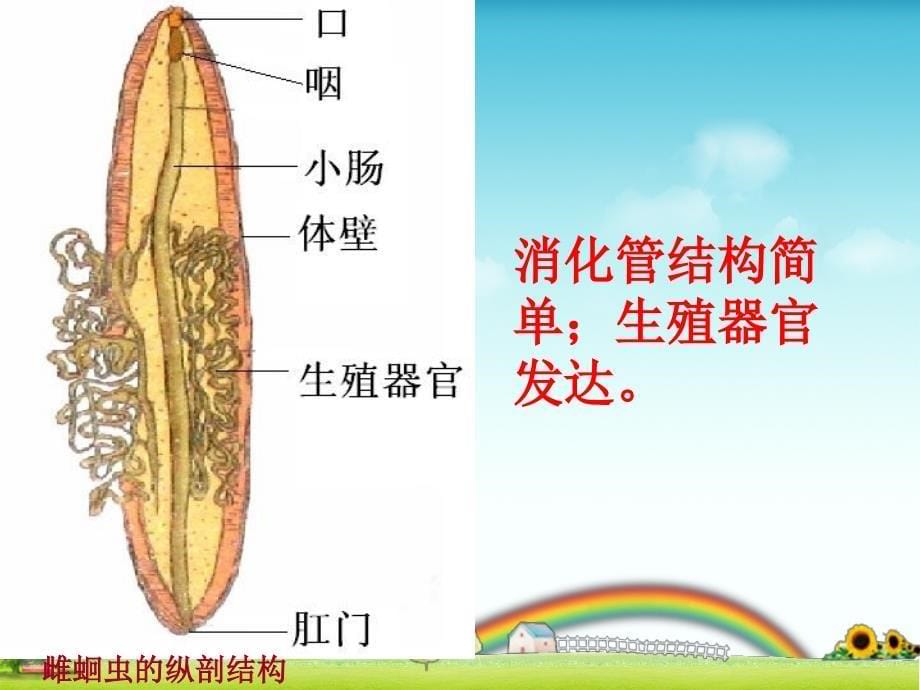 线形动物和环节动物上课用_第5页