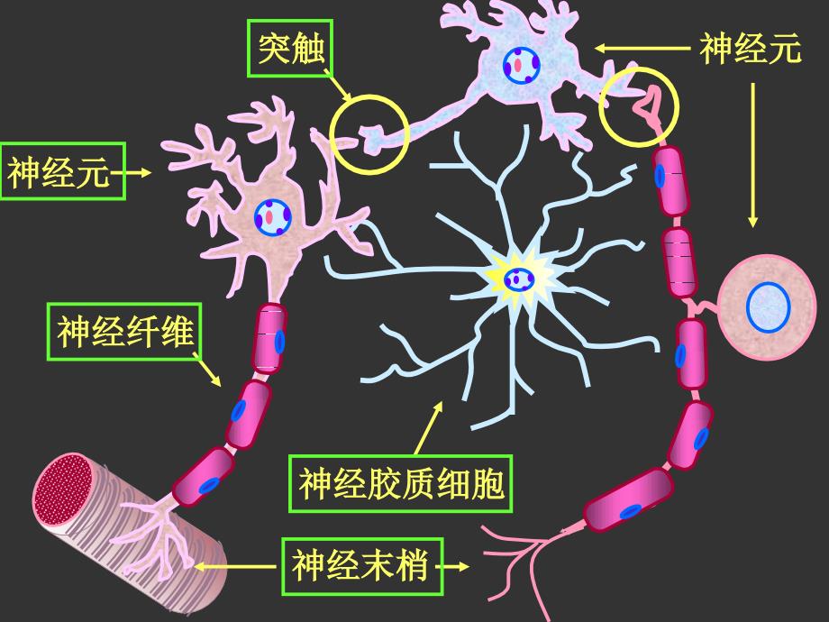 组织学与胚胎学——神经组织文档资料_第1页