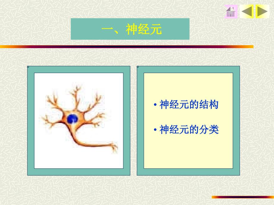 组织学与胚胎学——神经组织文档资料_第3页