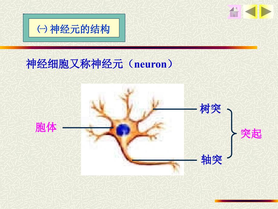 组织学与胚胎学——神经组织文档资料_第4页