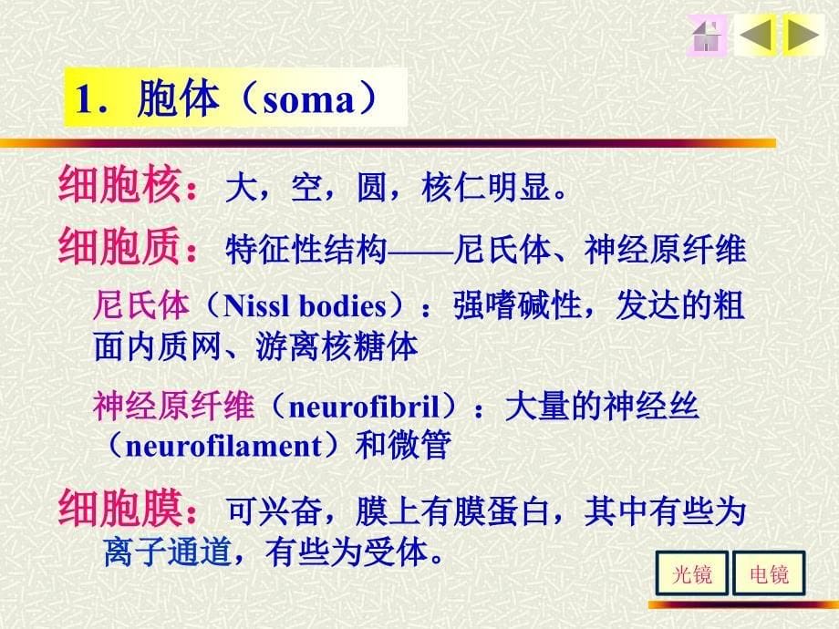 组织学与胚胎学——神经组织文档资料_第5页