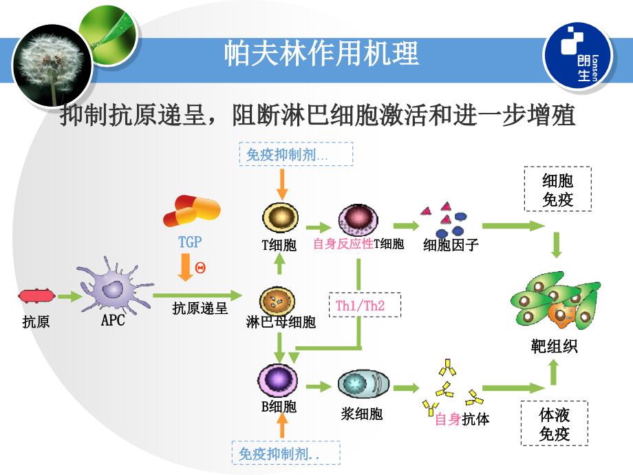 帕夫林临床应用探讨.ppt_第3页