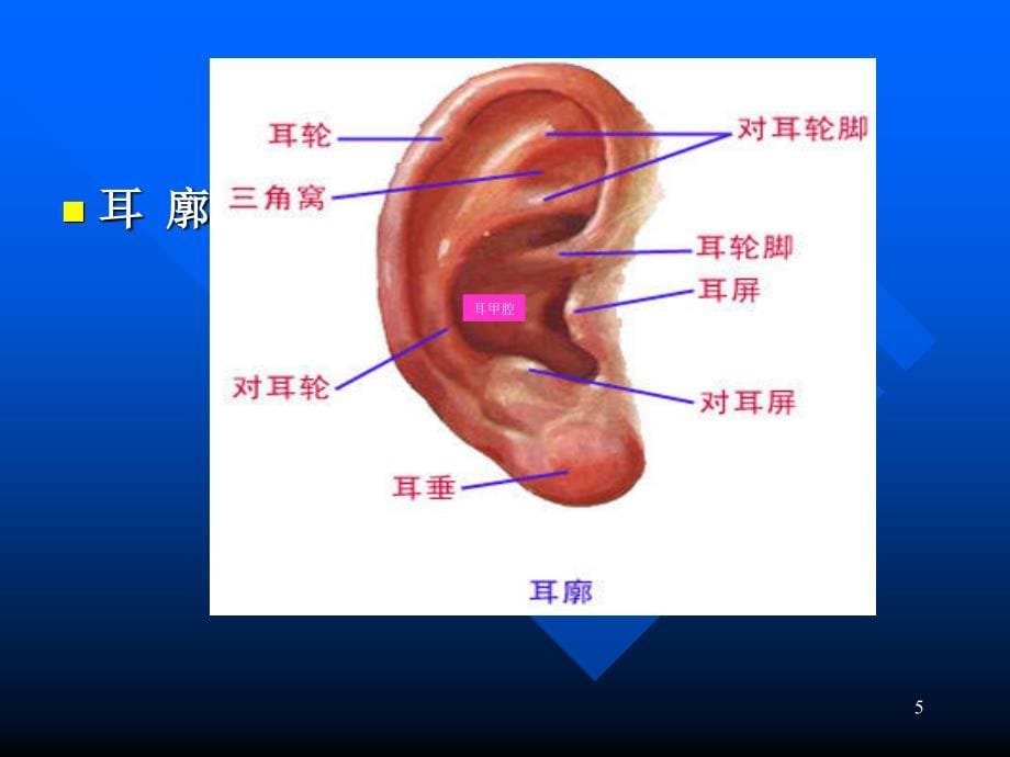 耳鼻咽喉课件：2014朱翌耳科学1耳的应用解剖_第5页