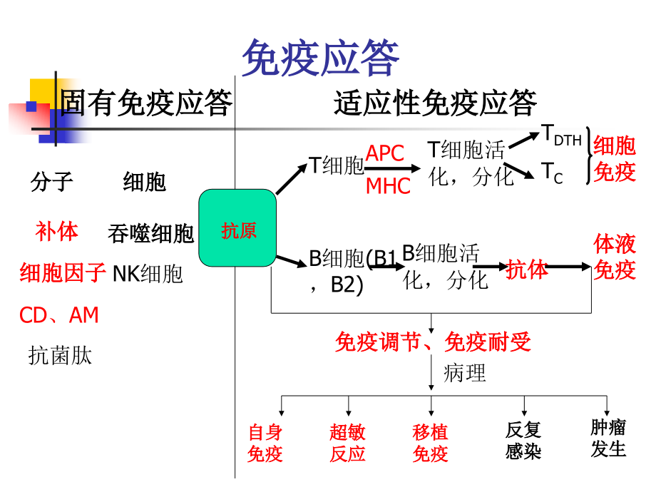 医学免疫学：免疫学总复习_第3页