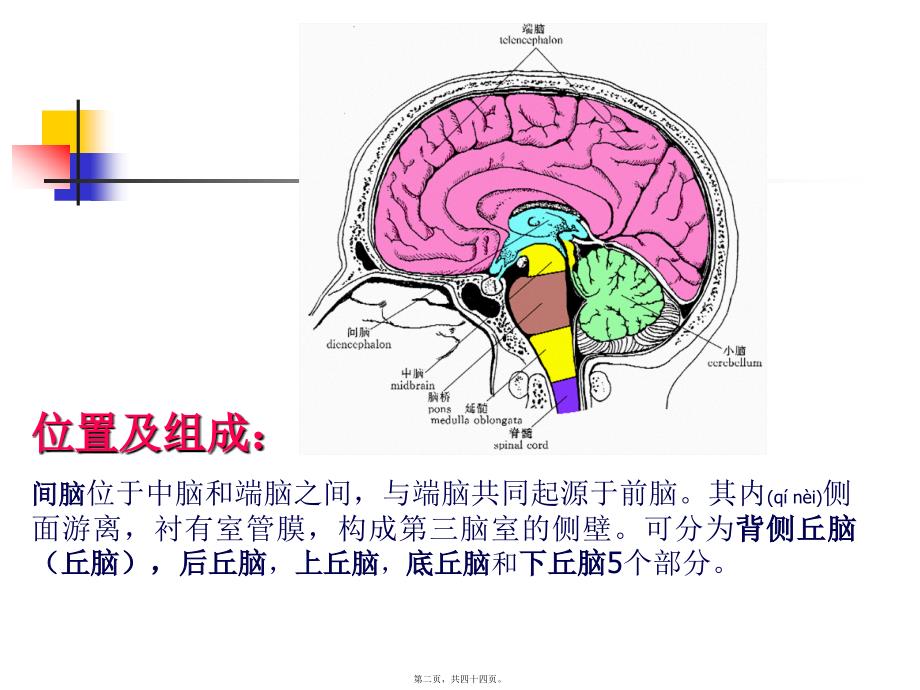 医学专题—丘脑结构及功能---副本_第2页