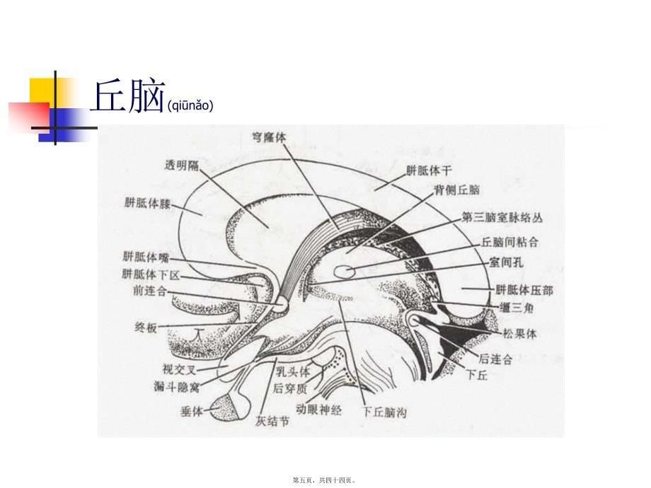 医学专题—丘脑结构及功能---副本_第5页