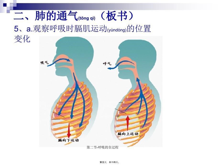 第二节呼吸的全过程课件_第5页