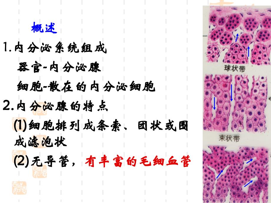 组织学与胚胎学：第13章 内分泌系统-芬_第4页