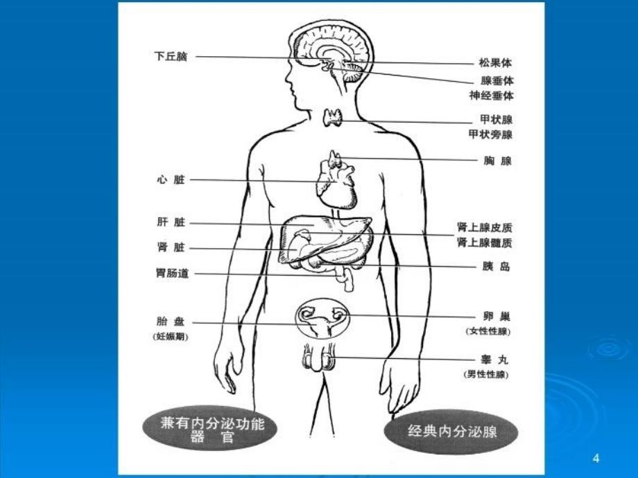 内分泌篇病电子版_第4页