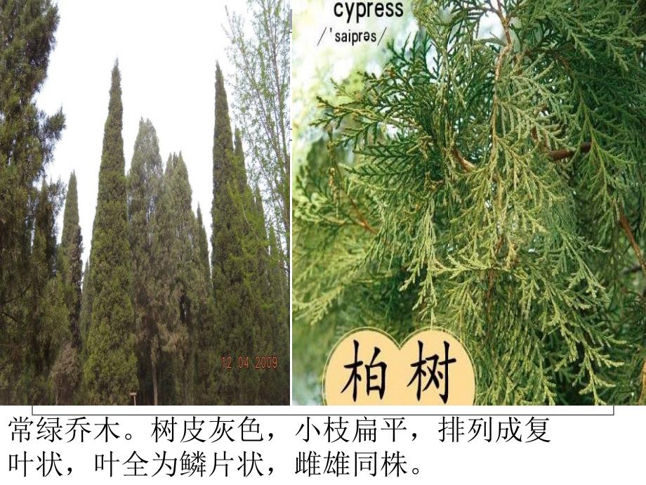 苏教版六年级上册小草和大树PT课件9_第3页