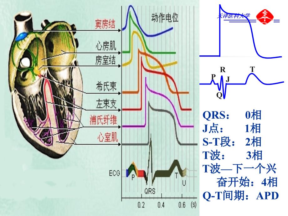 抗心律失常药ppt课件_第3页