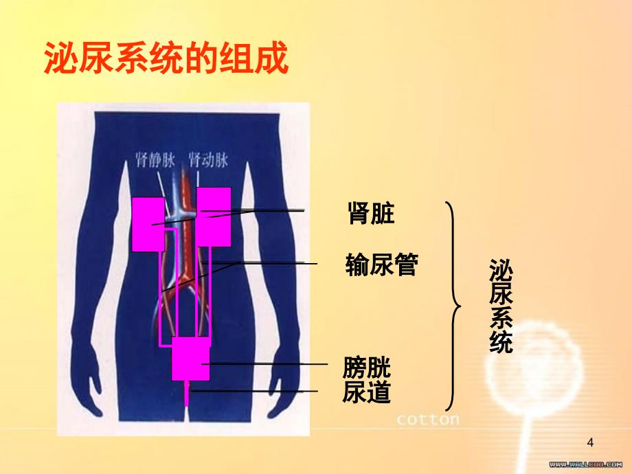 人体内废物的排出共34页_第4页