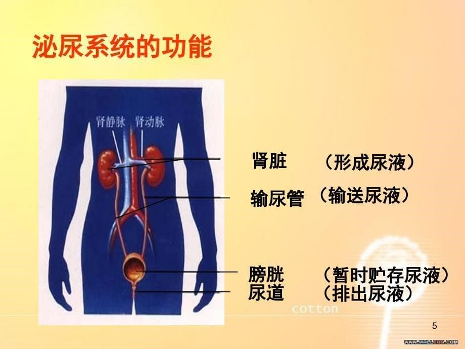 人体内废物的排出共34页_第5页