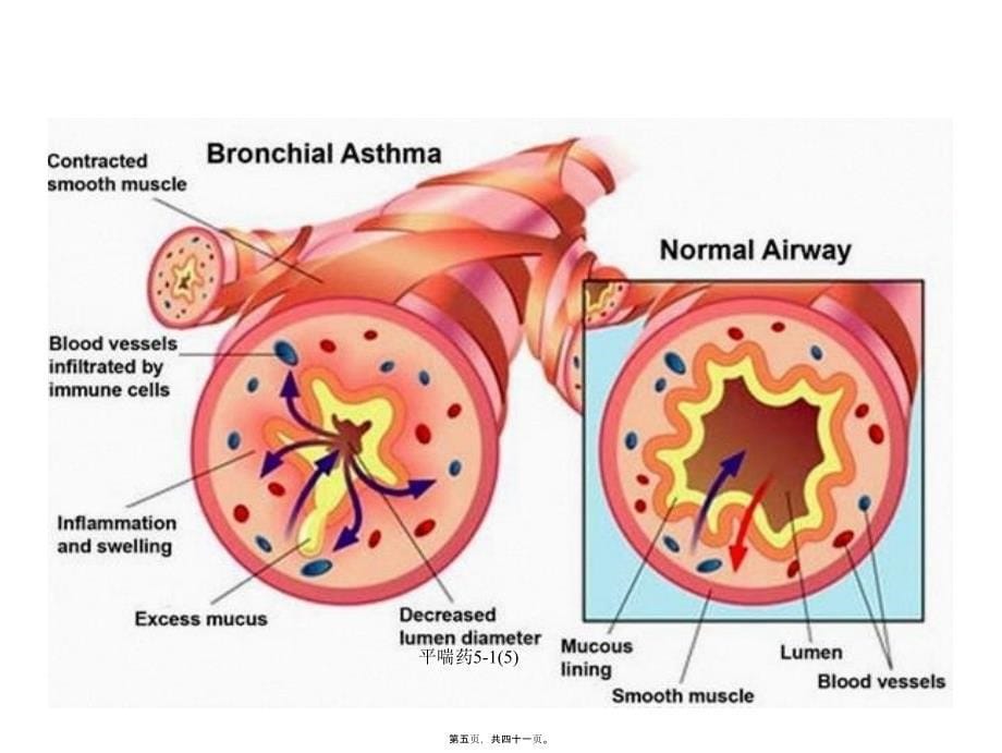 平喘药515课件_第5页
