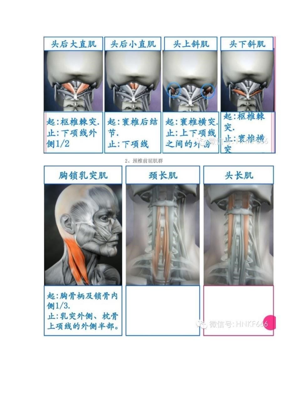 精美3D骨骼肌解剖图谱.doc_第5页