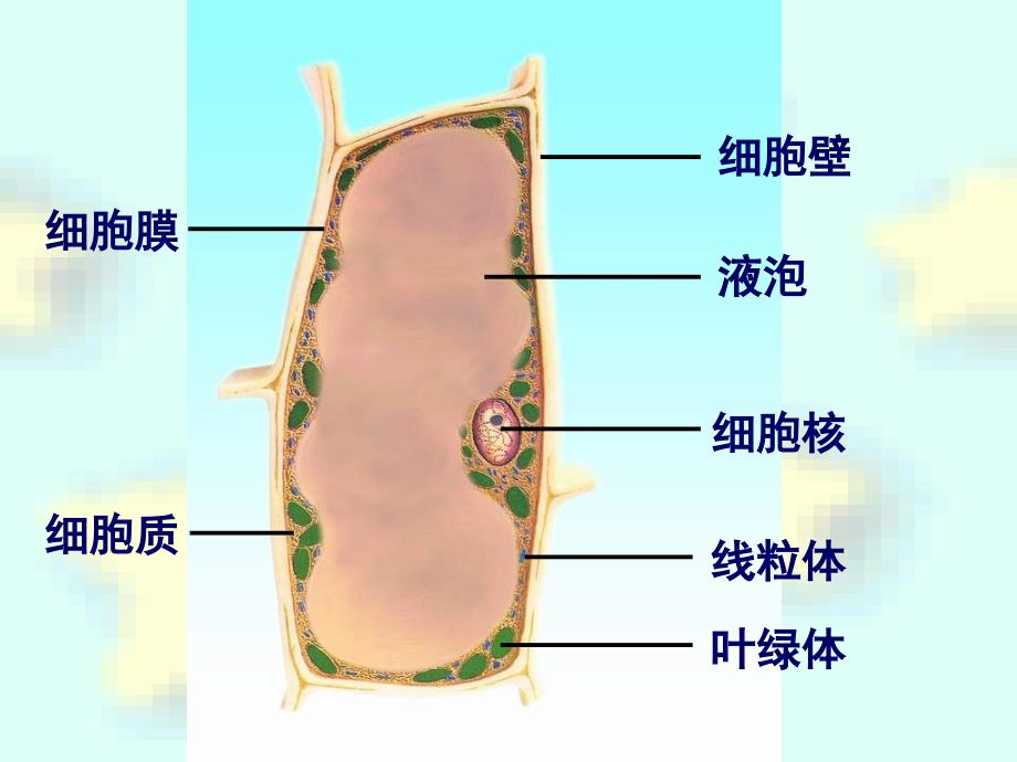 人和动物细胞结构与功能_第2页