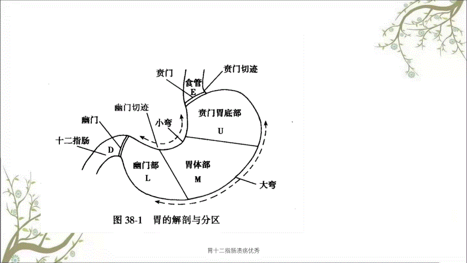 胃十二指肠溃疡优秀_第3页