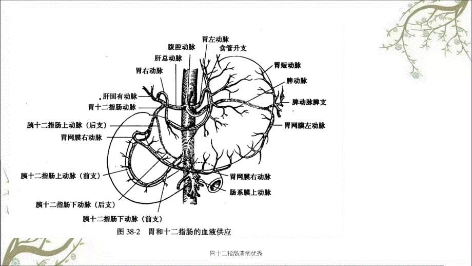 胃十二指肠溃疡优秀_第5页