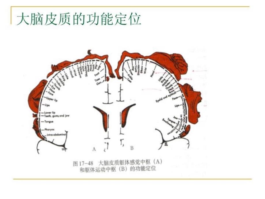 最新学前儿童语言教育与活动指导二PPT课件_第3页