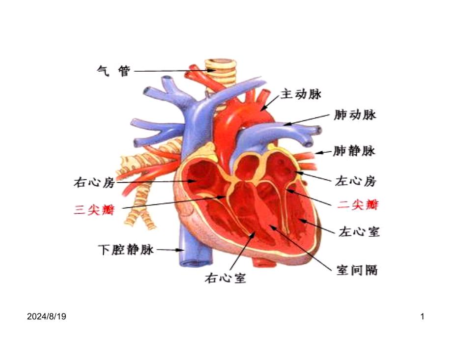 兽医内科学第三章心血管系统疾病PPT_第1页