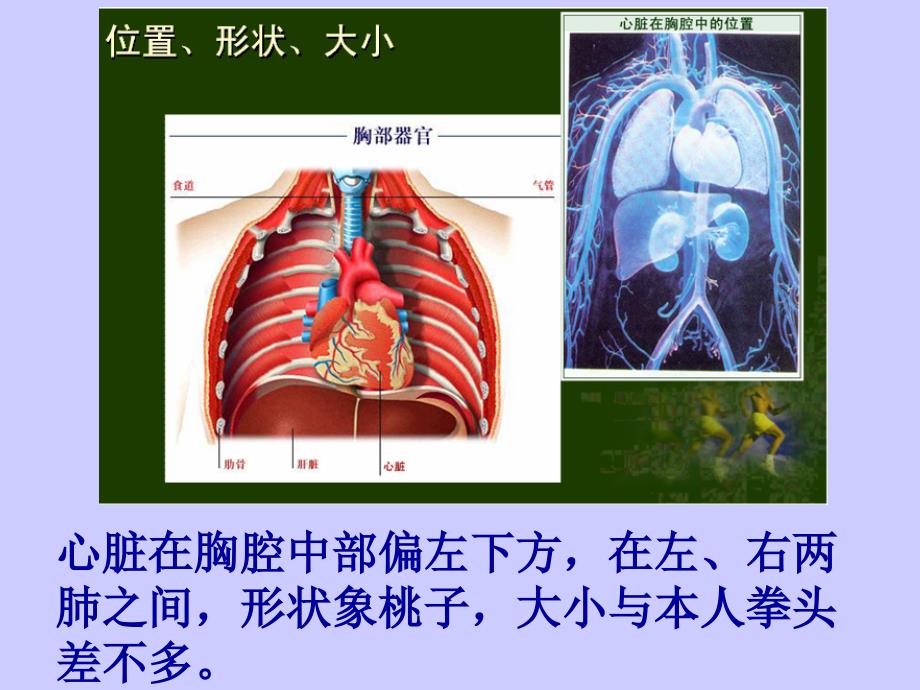 血流的泵心脏第一课时PPT_第4页