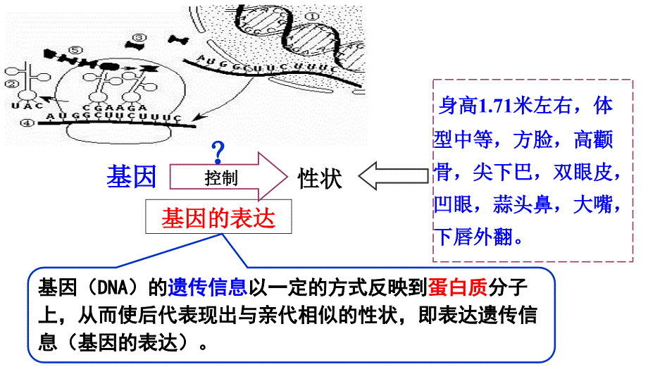 基因指导蛋白质合成_第3页